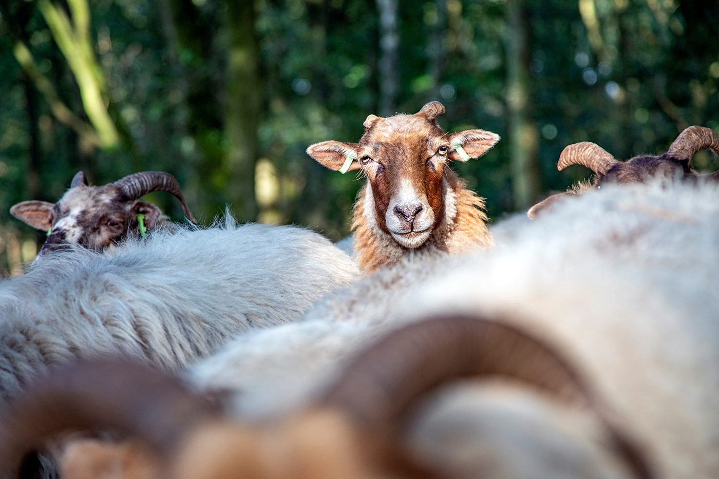 Funny,Head,Of,A,Drent,Heath,Sheep,With,Horns,,In